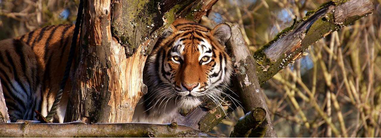 Veszélyeztetett fajok | Tigris